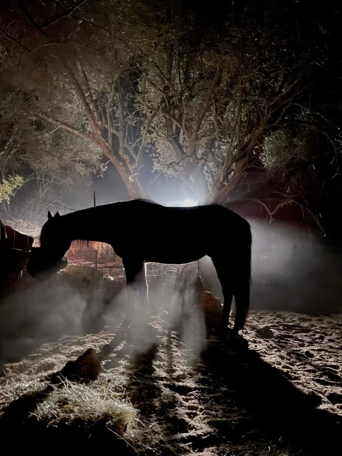 Silhouette d'un cheval debout la nuit avec des arbres en arrière-plan et une lumière brillante derrière.