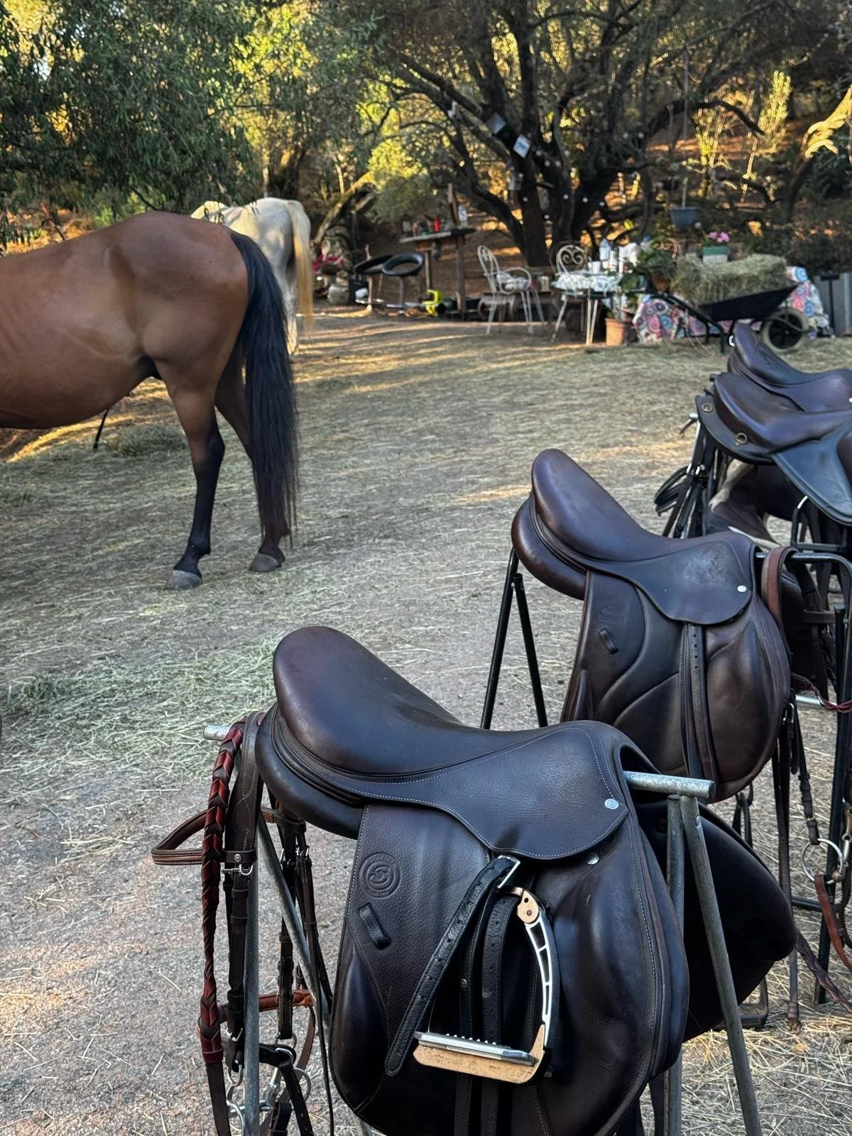 Selles d'équitation en cuir noir posées sur des supports, dans un environnement extérieur avec un cheval brun avec une queue noire, des tables, chaises, arbres et une ambiance de ferme ou de ranch.