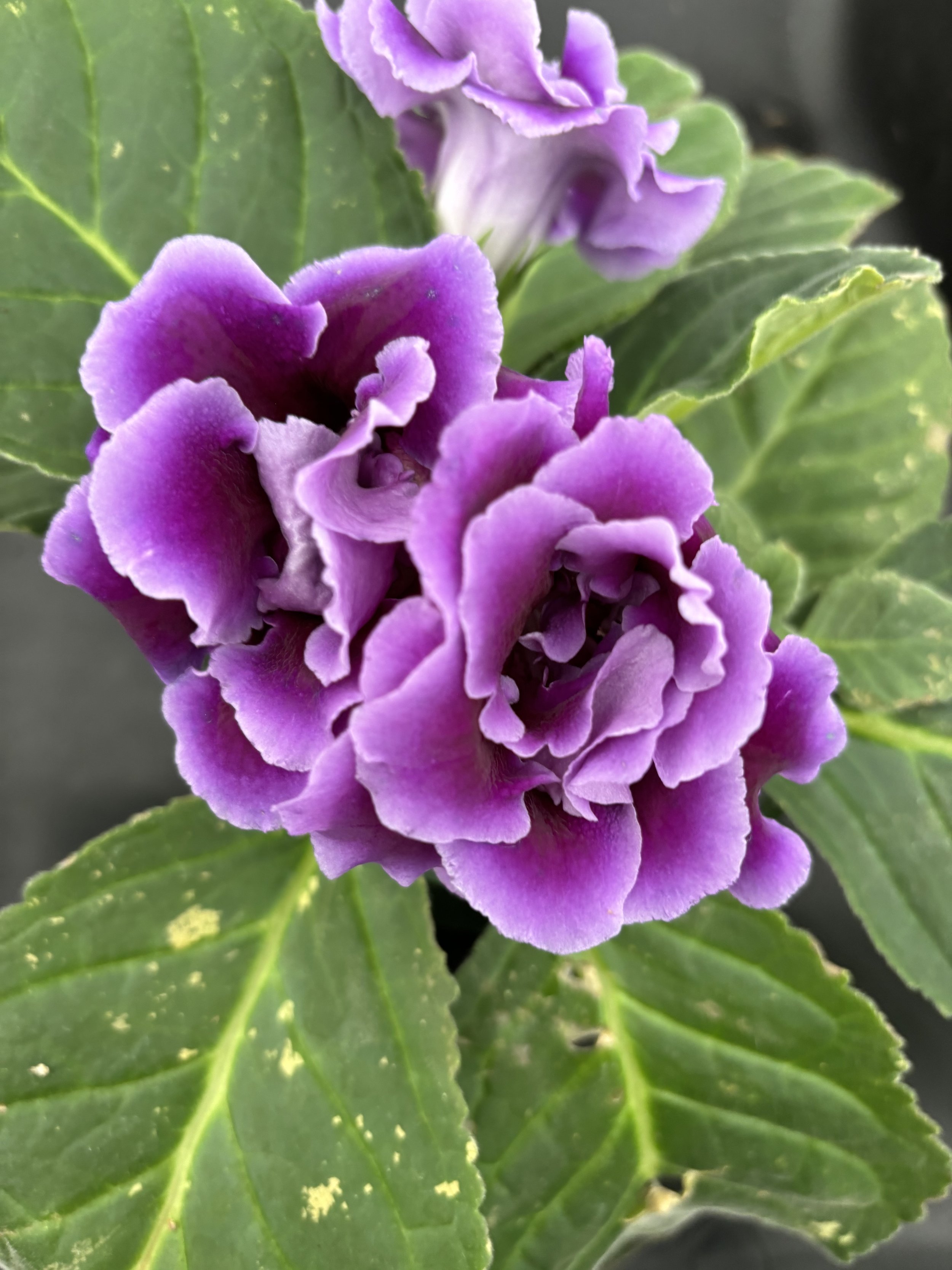 Sinningia. ‘Avanti Purple Frost’
