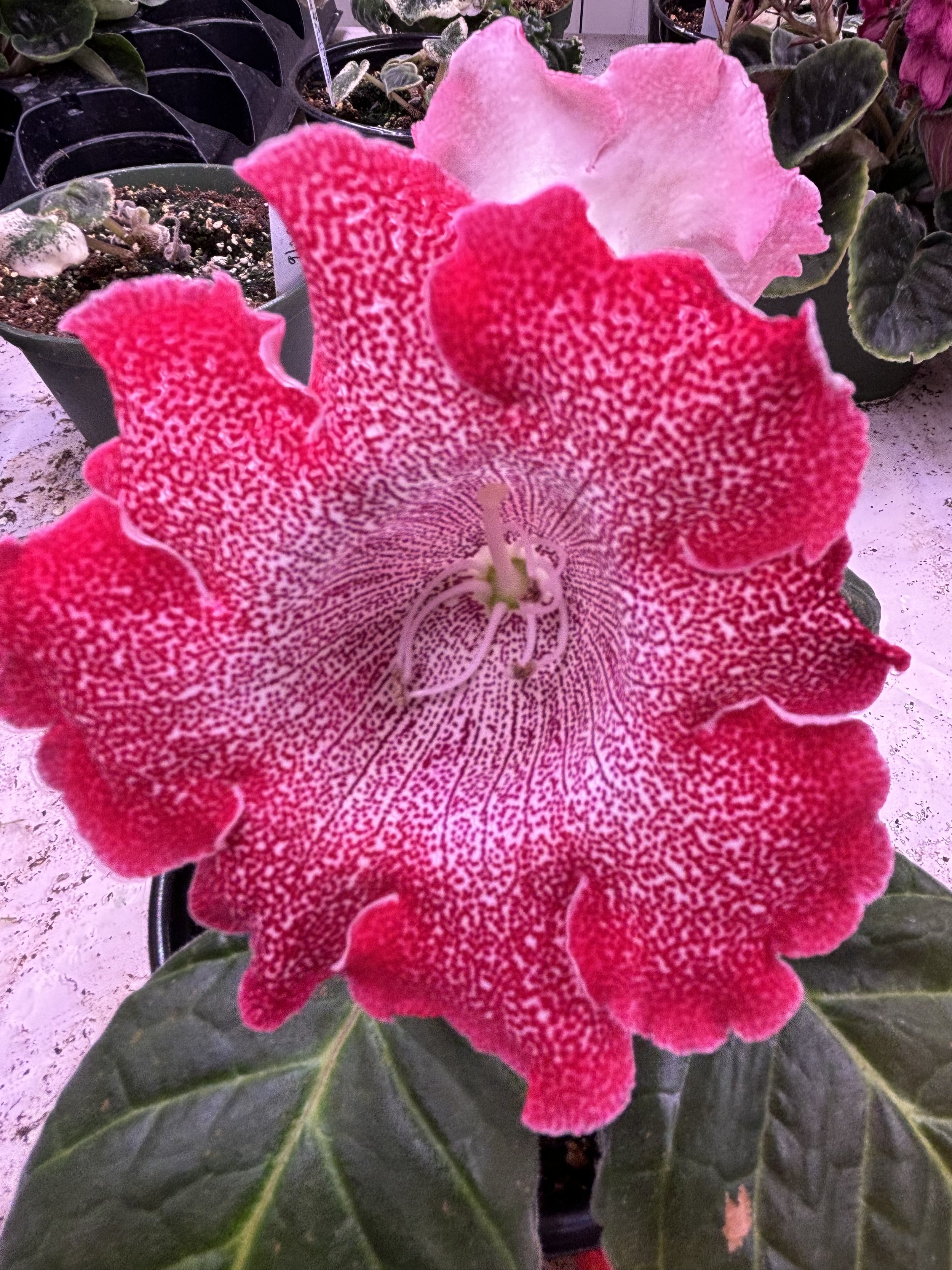 Sinningia "Raspberry Poppyseed"