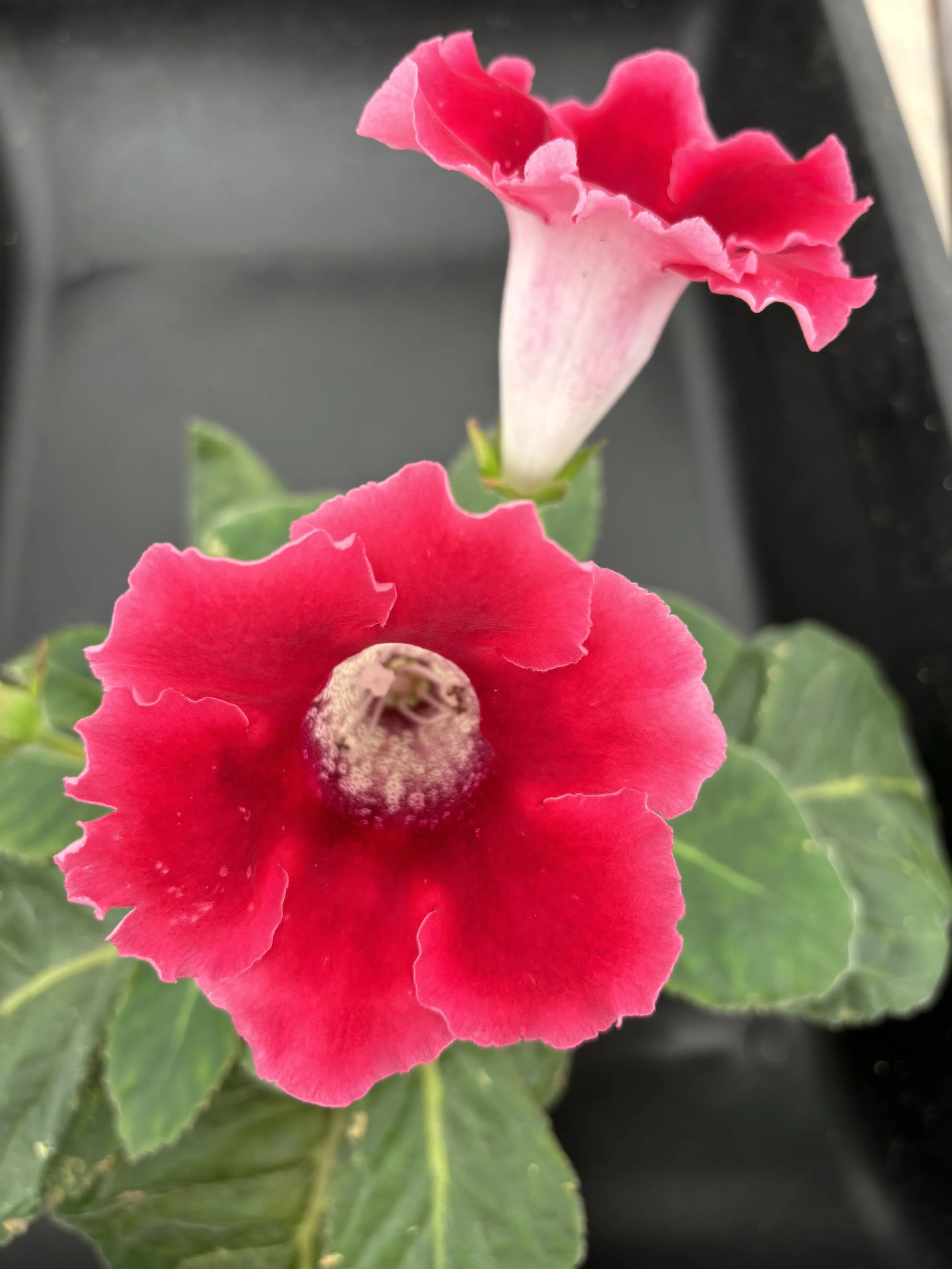 Sinningia ‘Brocade Red’