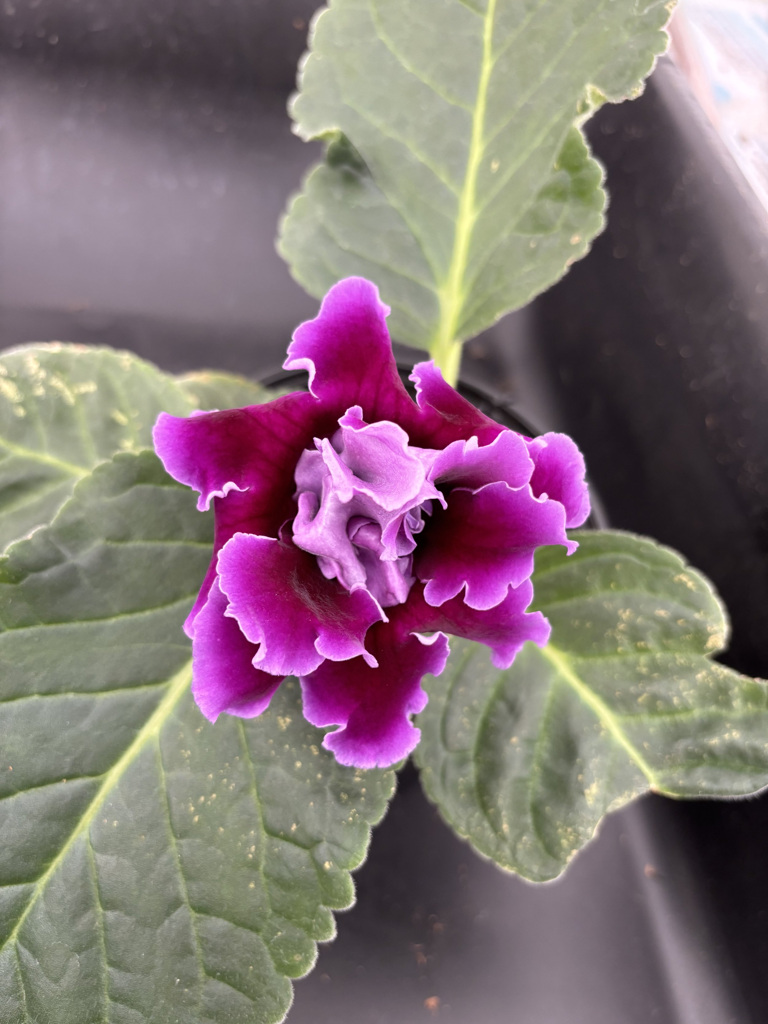 Sinningia ‘Avanti Purple’
