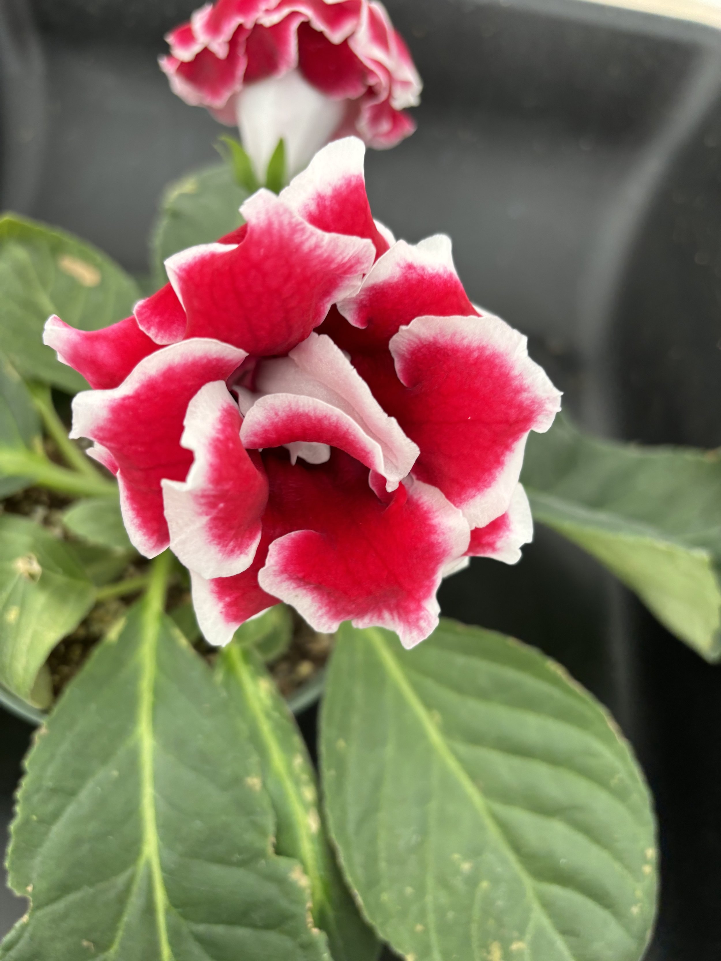 Sinningia ‘Avanti Red Frost’