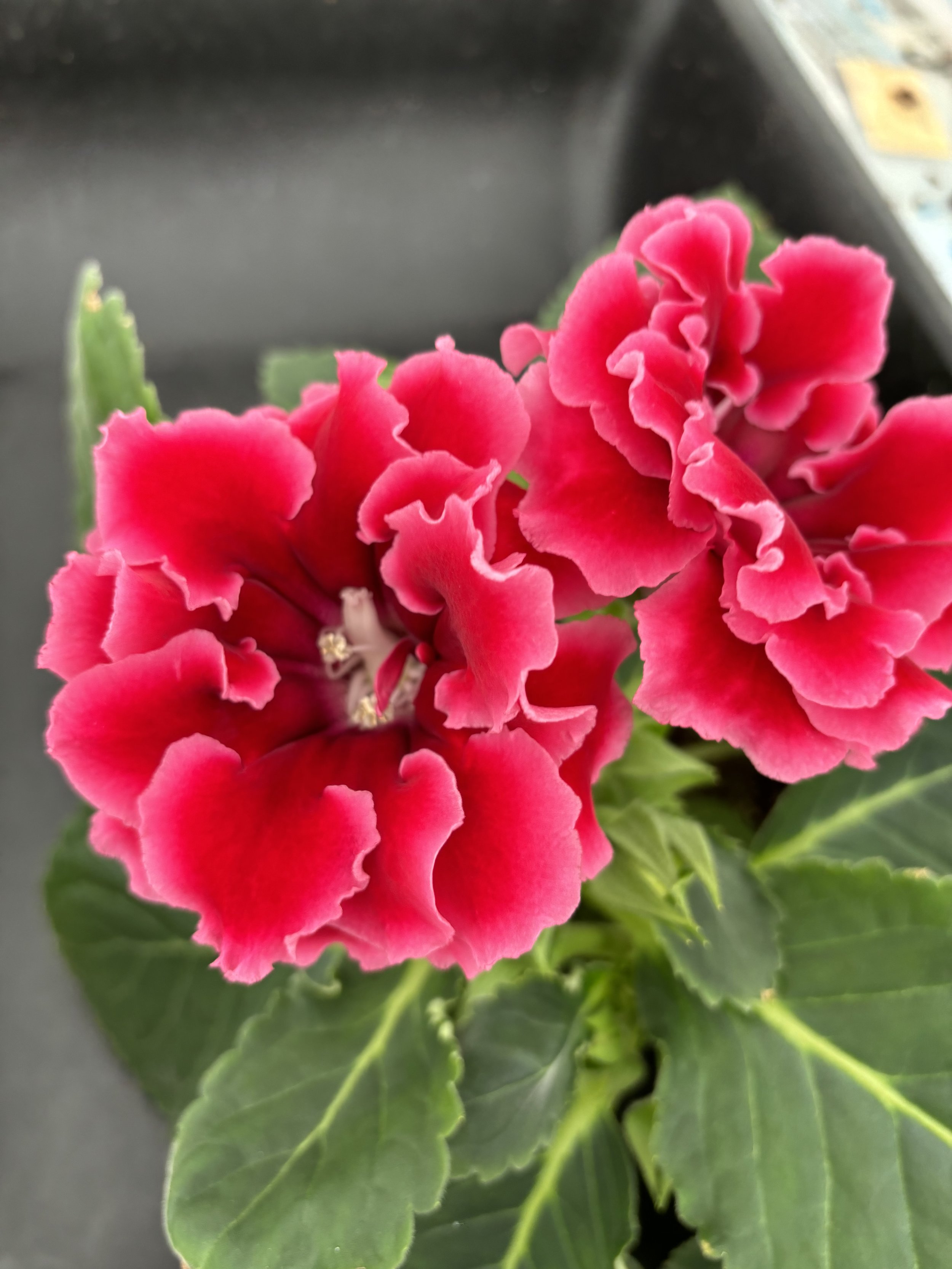 Sinningia “Avanti Red”