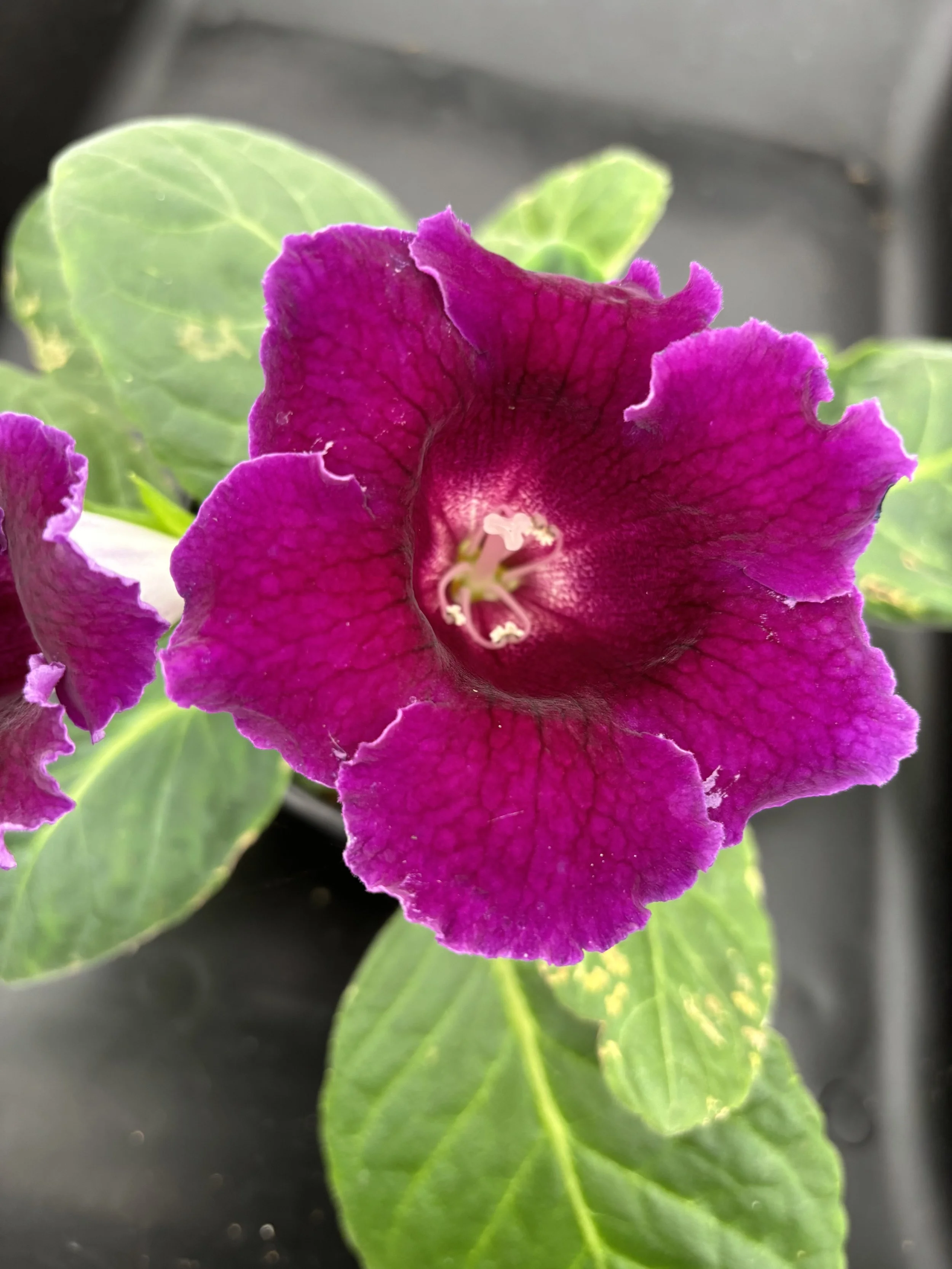 Sinningia ‘Brocade Purple’