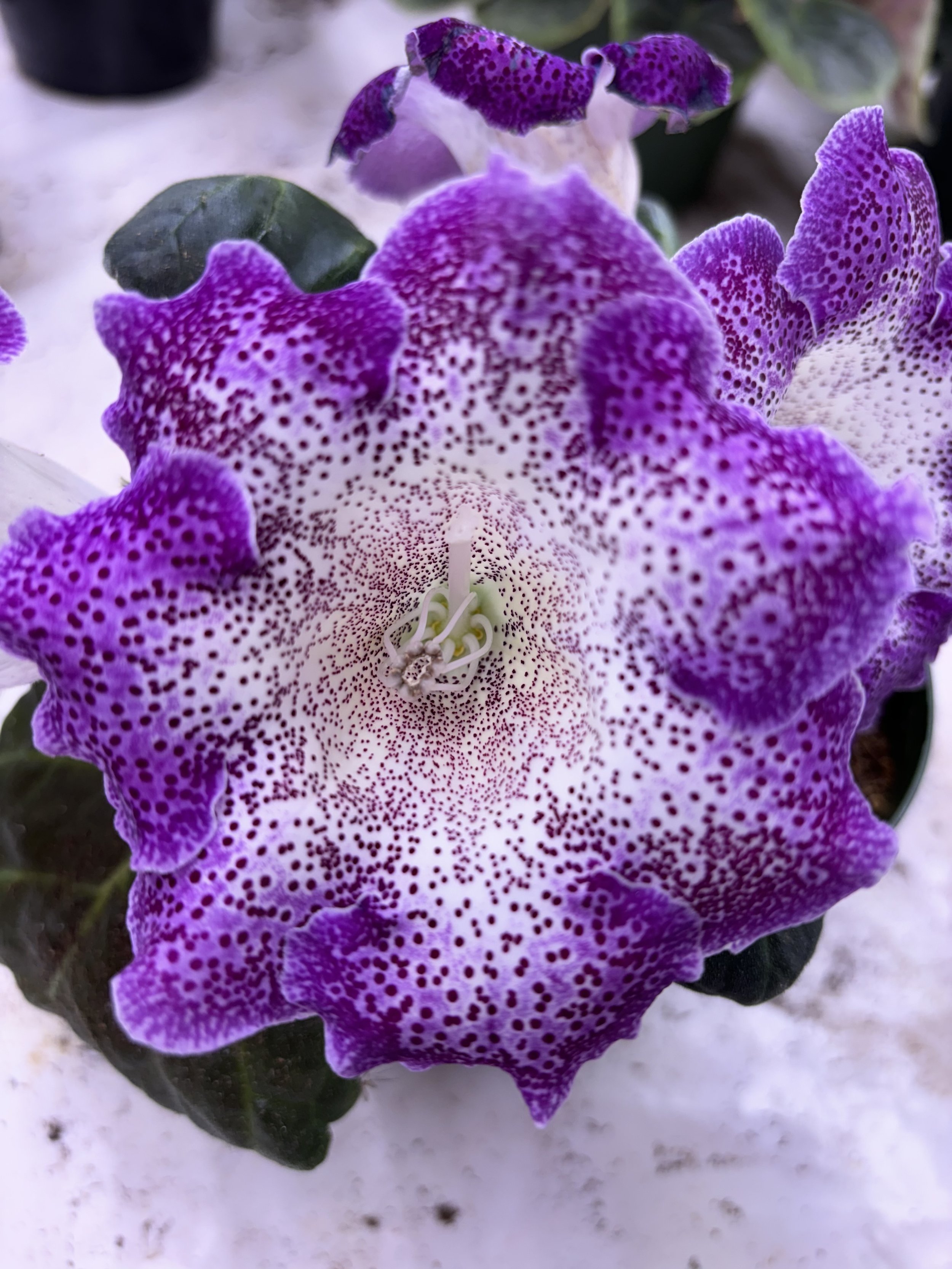 Sinningia ‘Violet Poppyseed’