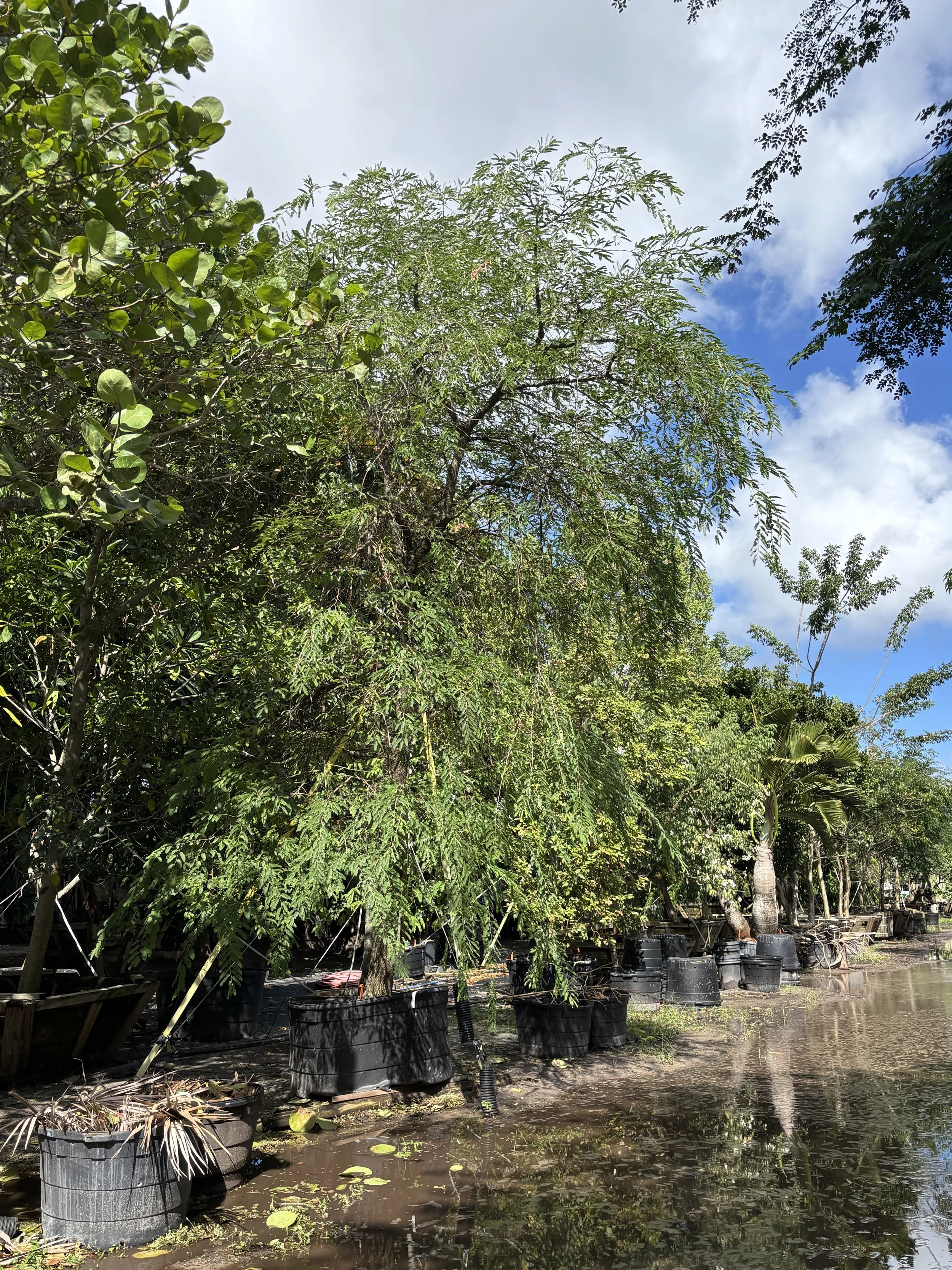 Tamarindus indica - 