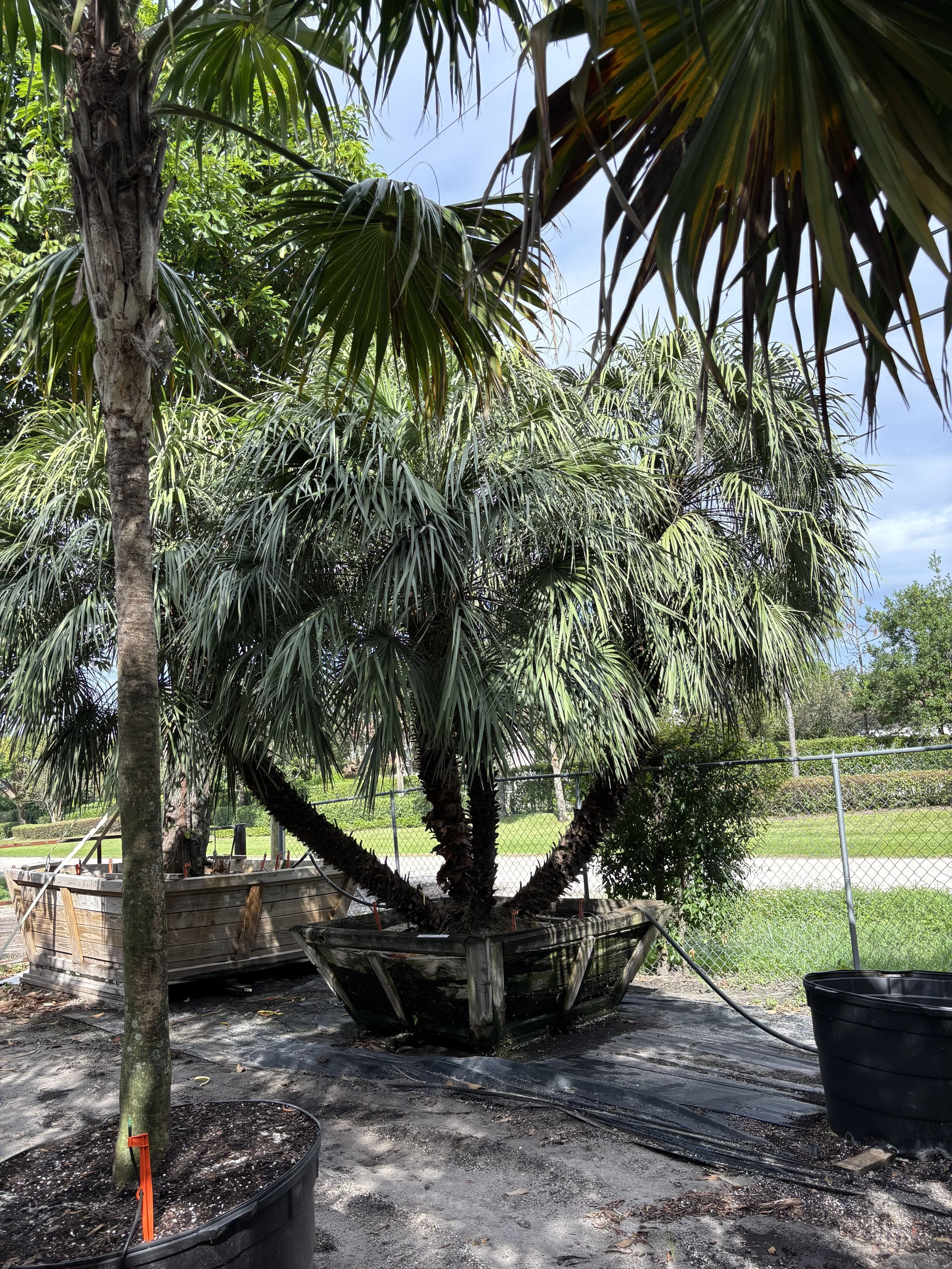 Green background with blue text that reads 'No Picture Currently Available. Please Check Back Soon.'