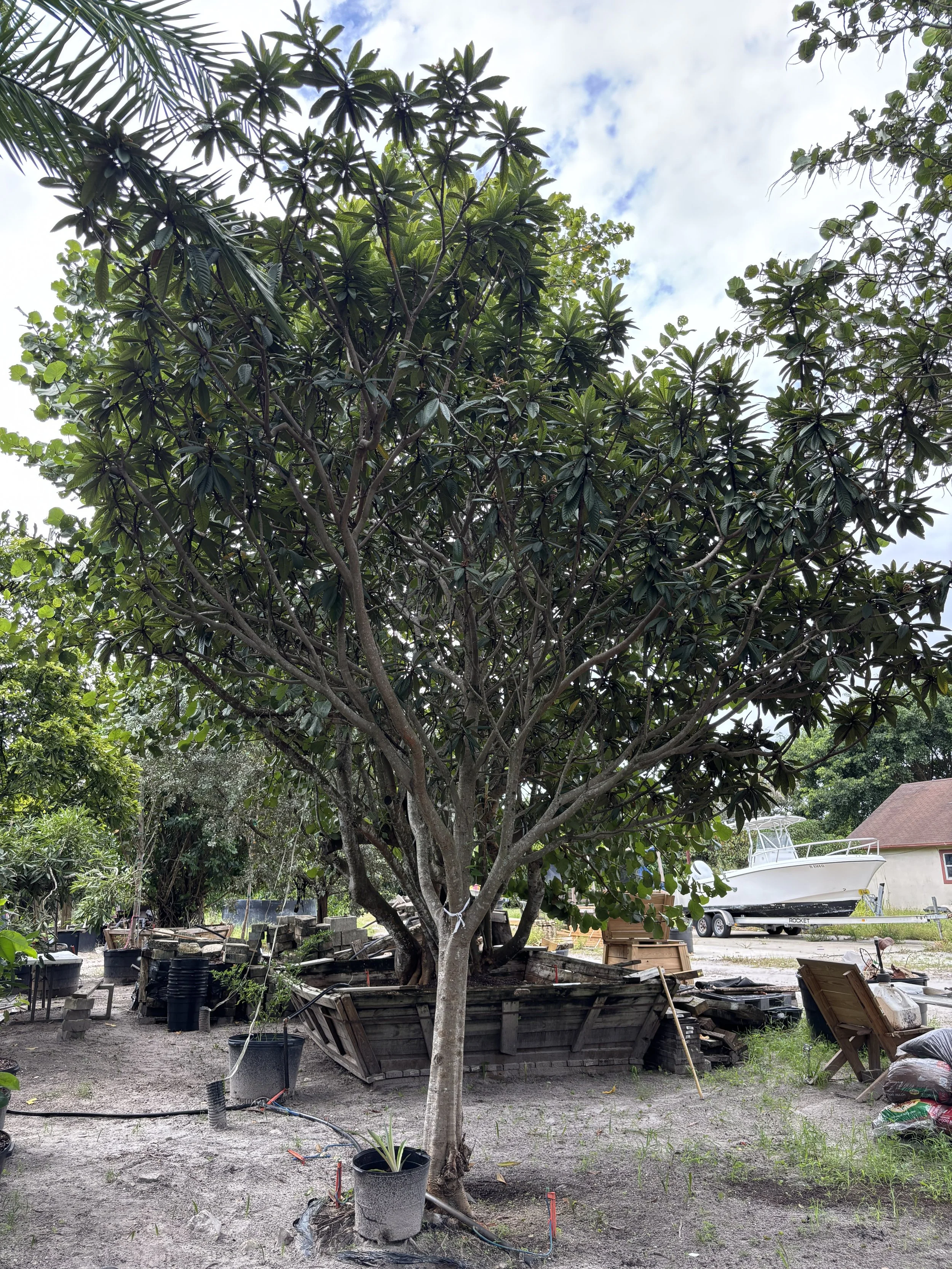 Green sign with blue text reading 'No Picture Currently Available Please Check Back Soon'.