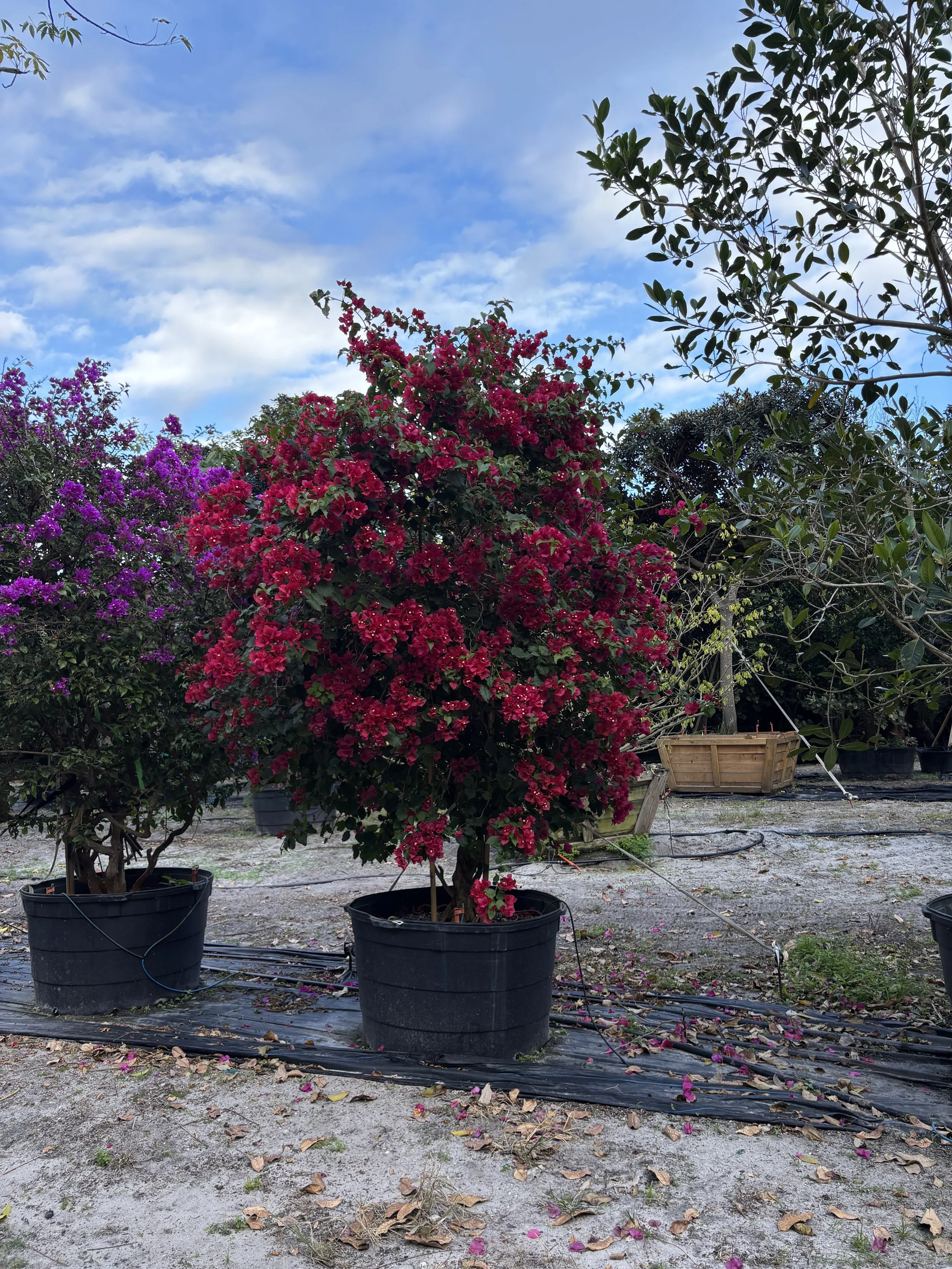 A flowering bush with pink and purple blossoms in a black plastic pot outdoors, surrounded by garden equipment and trees, with sunlight filtering through leaves.