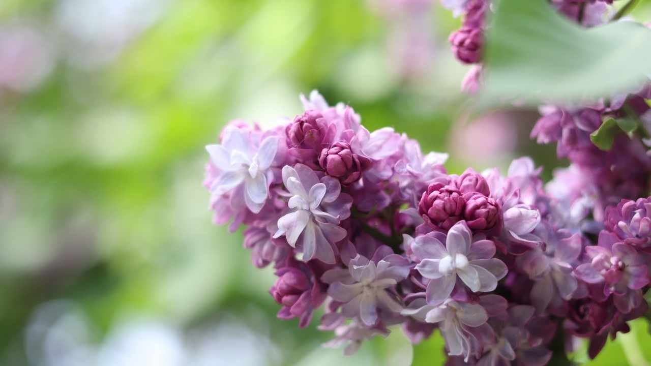 Spring in Midlife: What Had Been Missing Was Permission