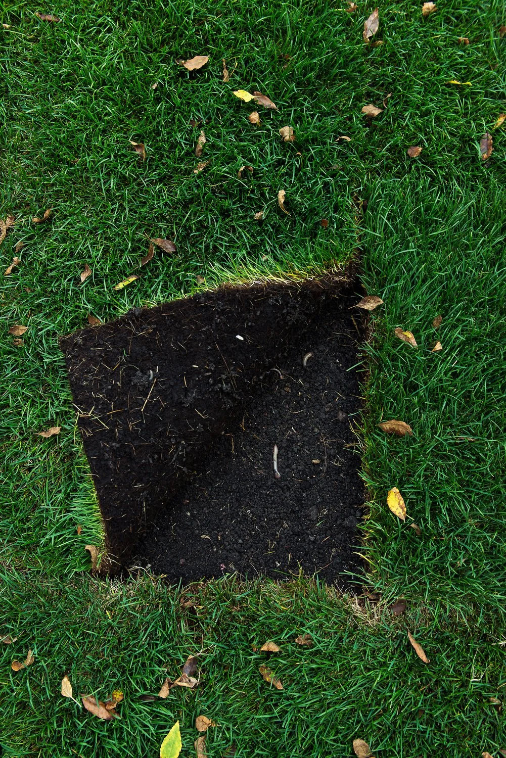 worms20150902_lizsod_0030CCedit.jpg