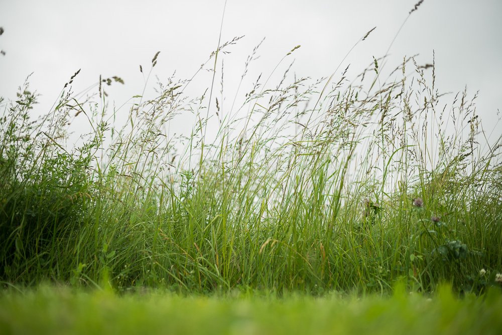 20150614_grass_0025_1000pweb.jpg