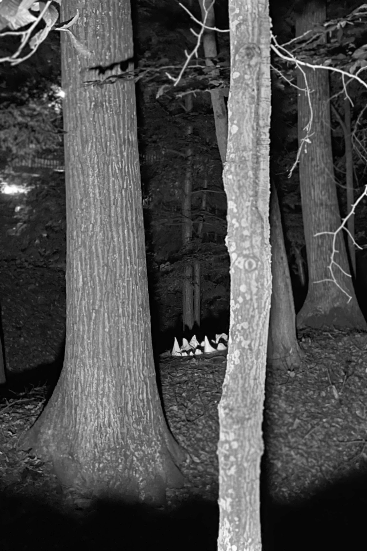 TeethInthe Woods.jpg