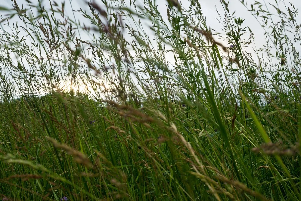 20150612_0123_1000pweb.jpg