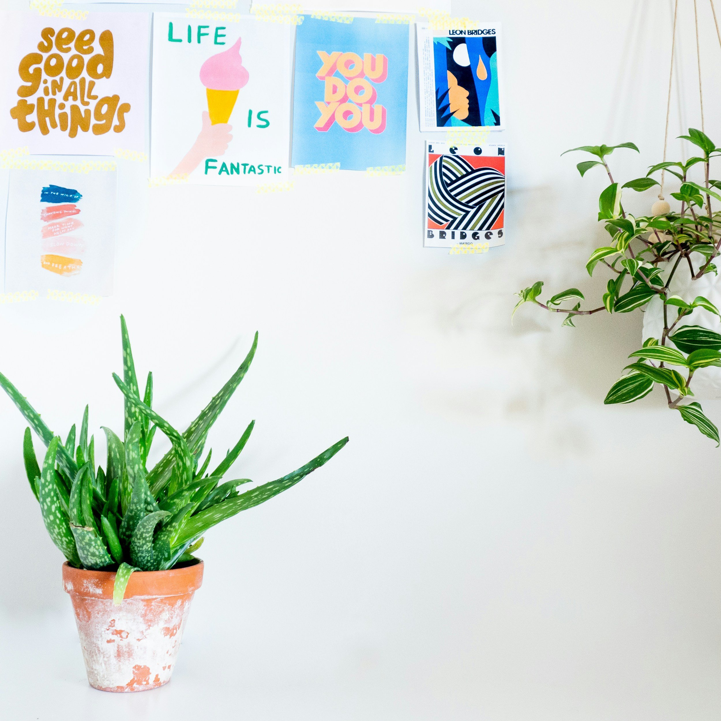plant and artwork on wall