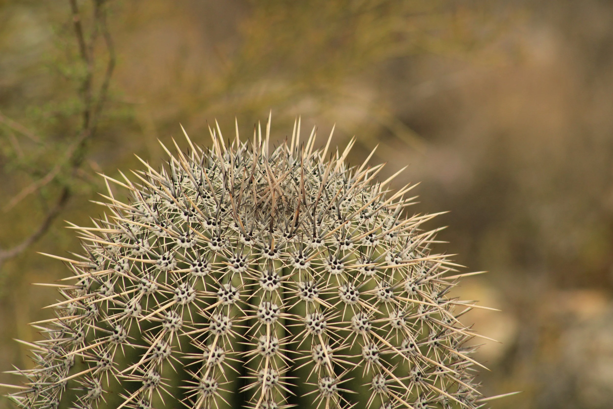 catus representing harm ocd thoughts