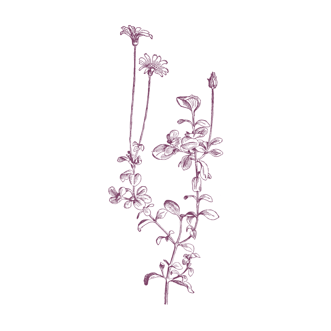 sexual trauma therapist