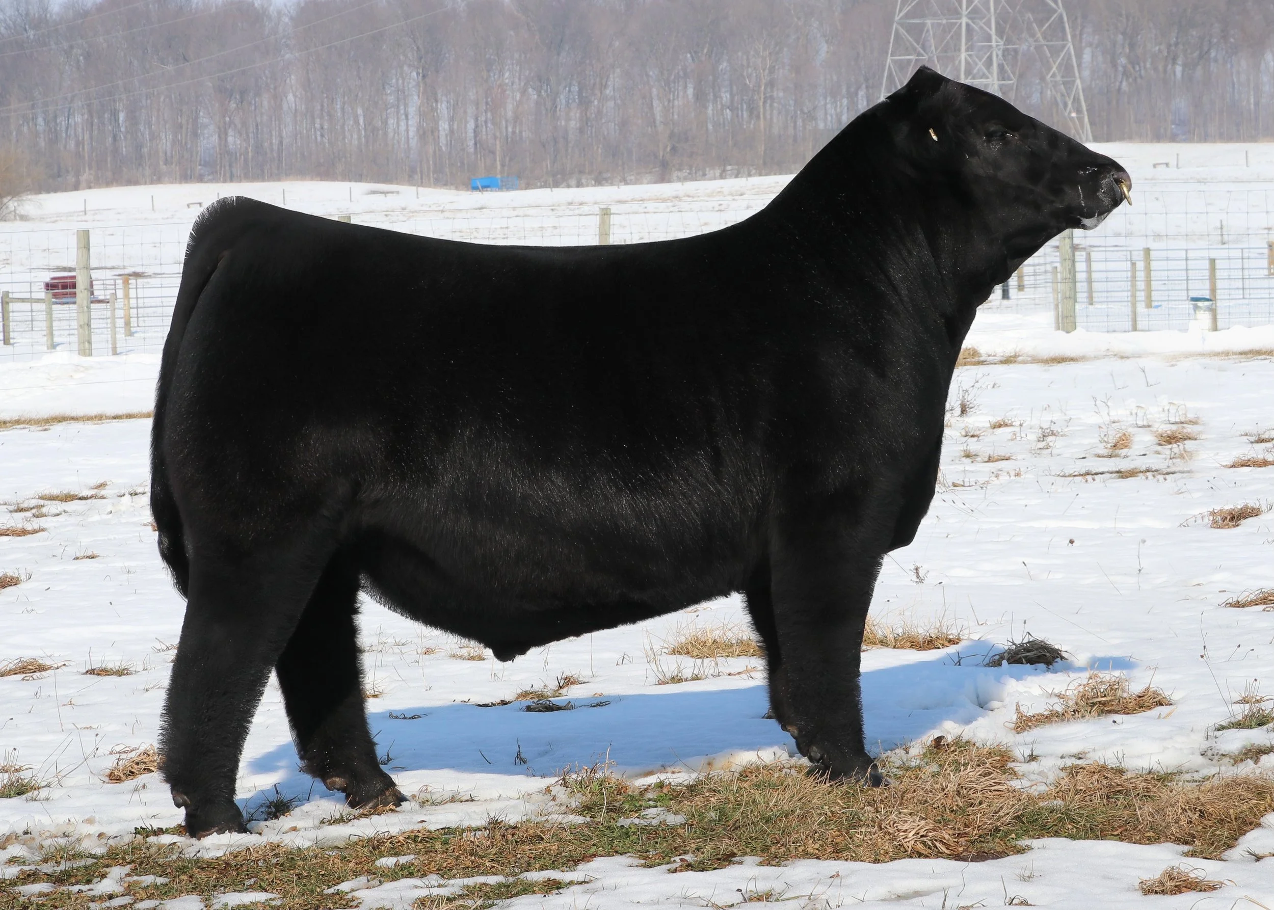 JBSF American Made 577N.jpg