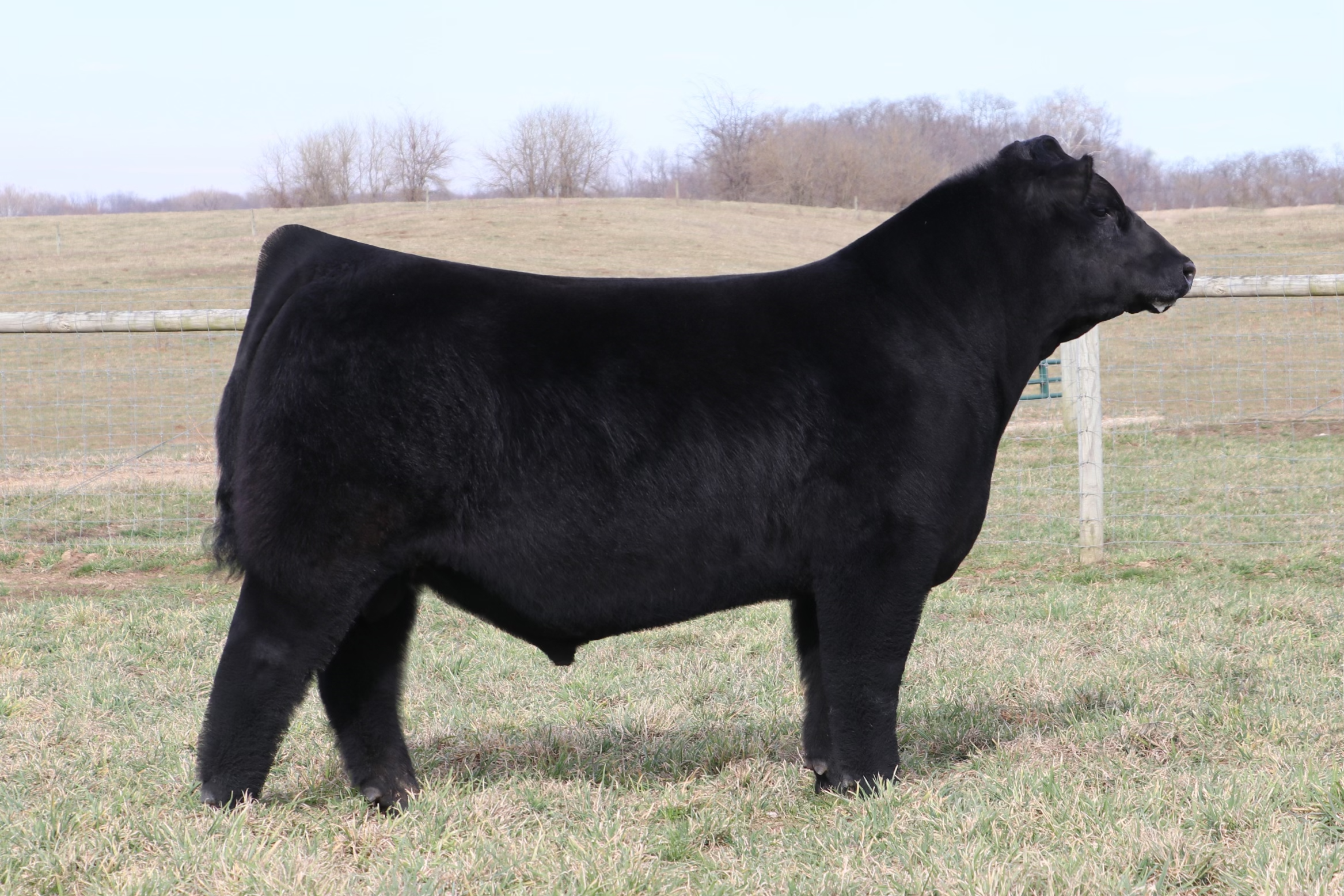 Look Who_Schaeffer Tice.png