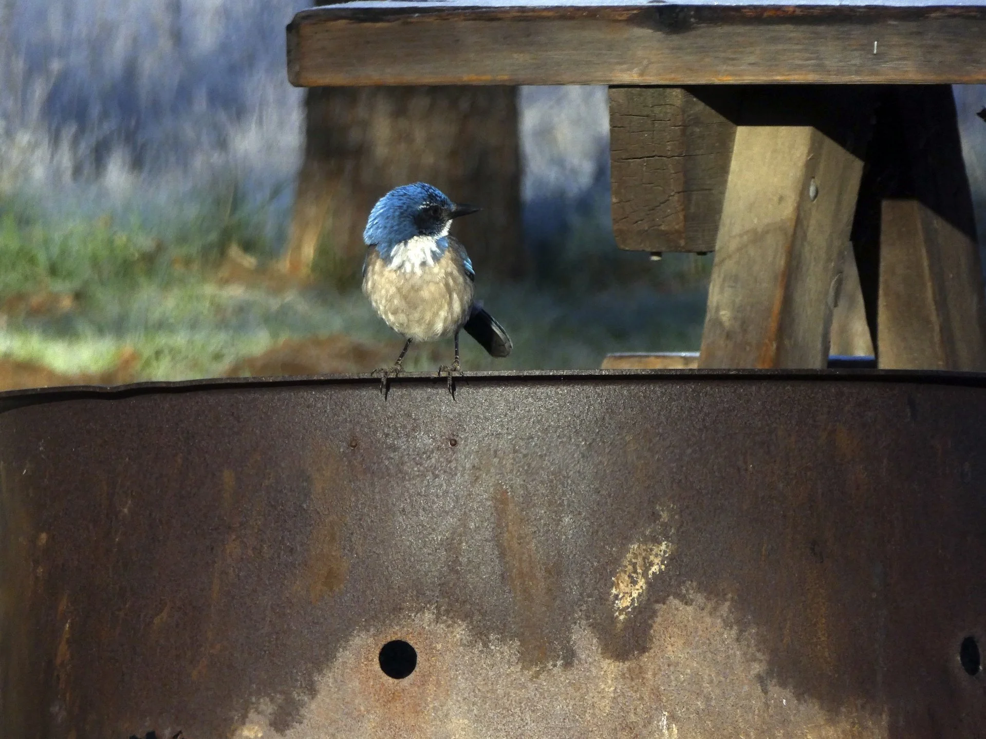 THE MANY LIVES OF STEVIE IVES