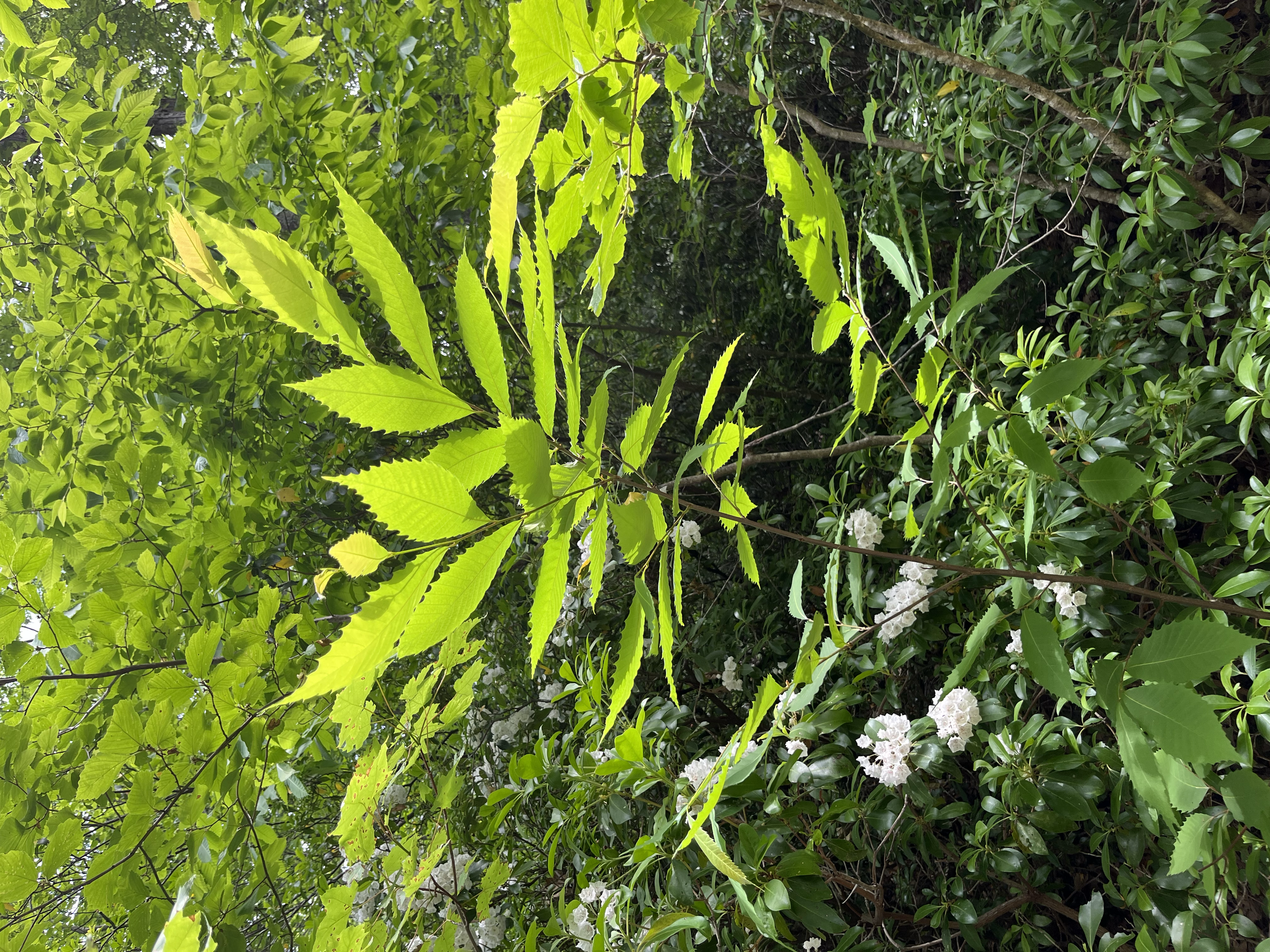 American chestnut sprout on Overlook Mountain, Woodstock, NY.