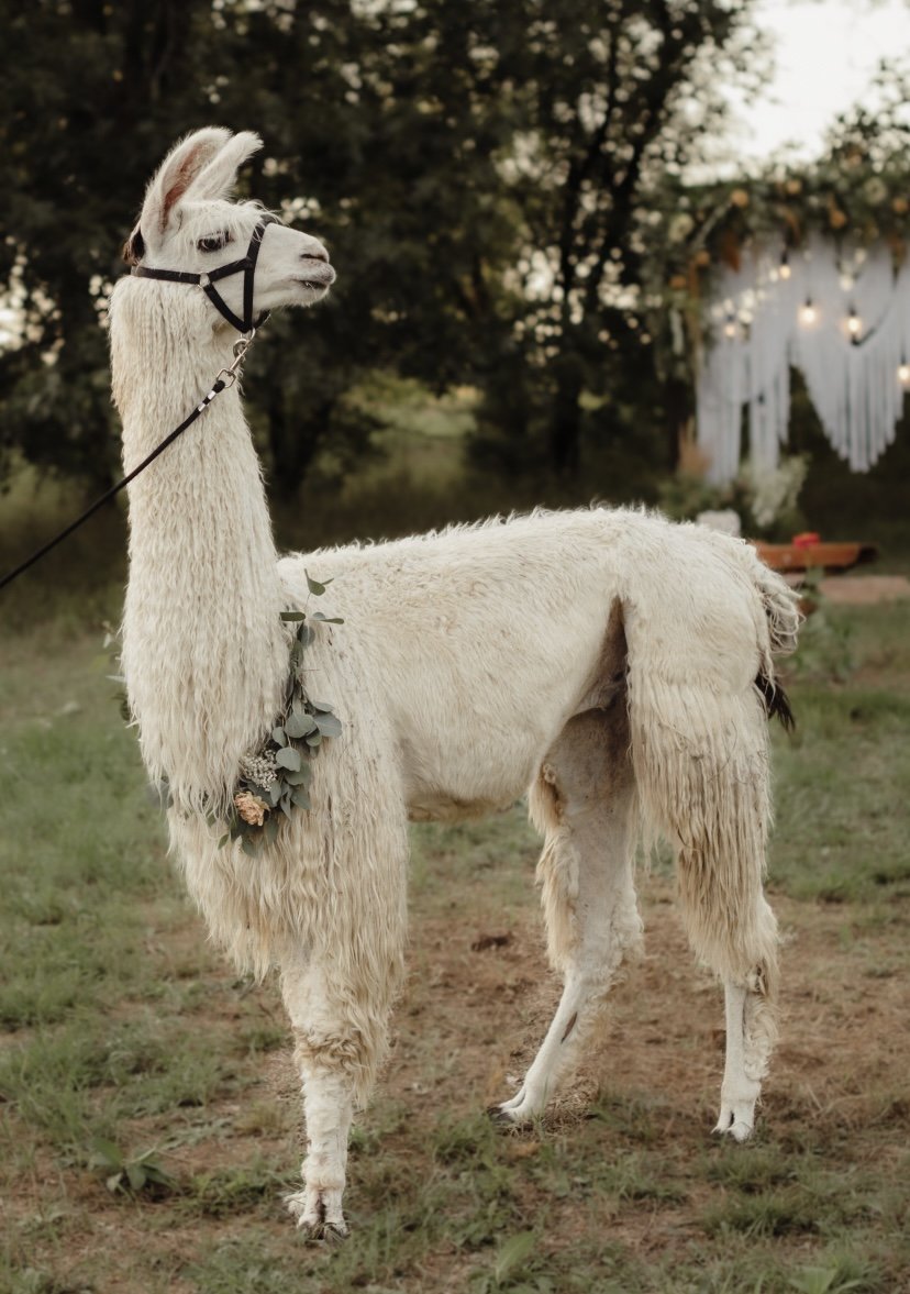 LLAMA HAPPY HOUR > 21+