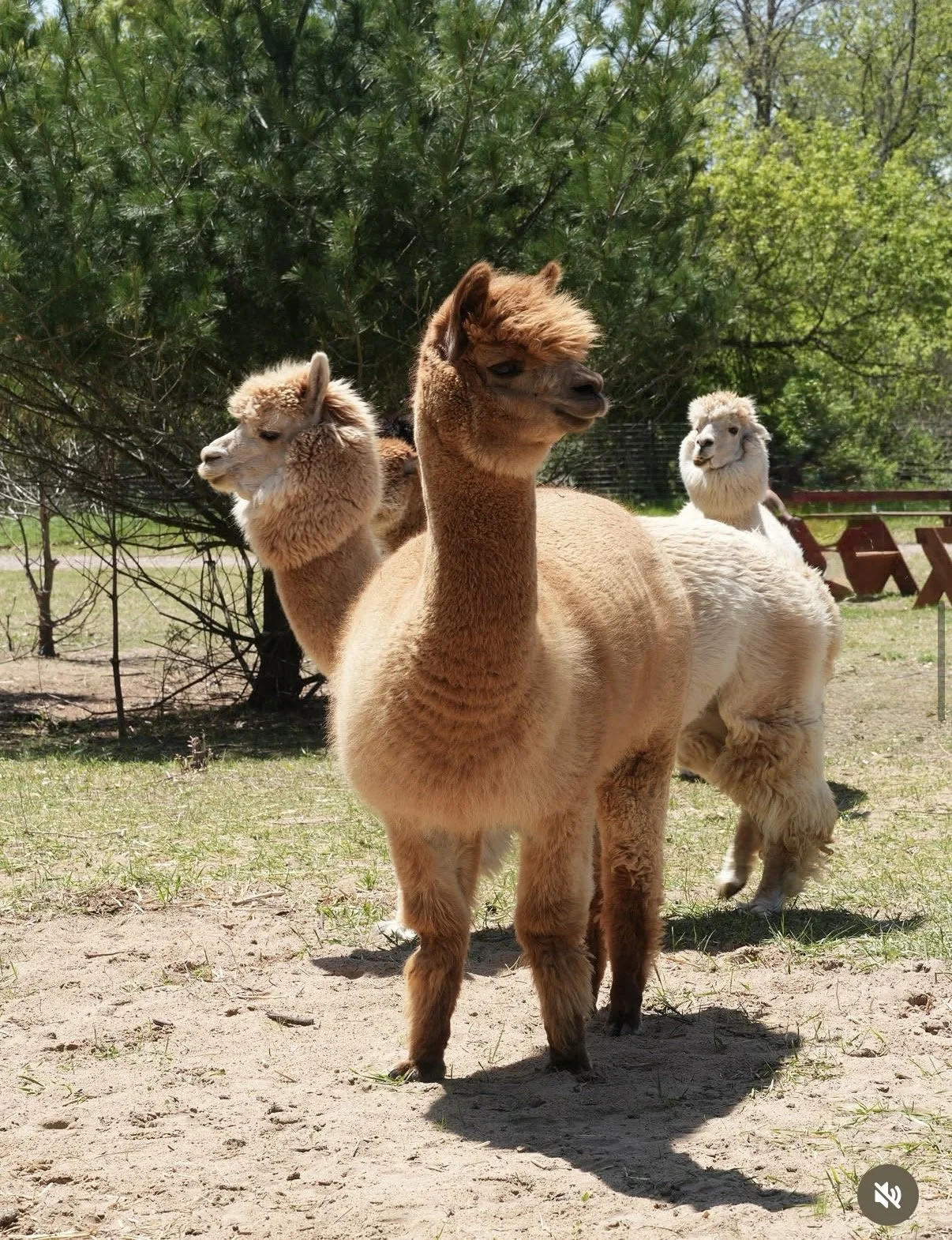 ALPACA FARM DAYS AT CASACAMPO