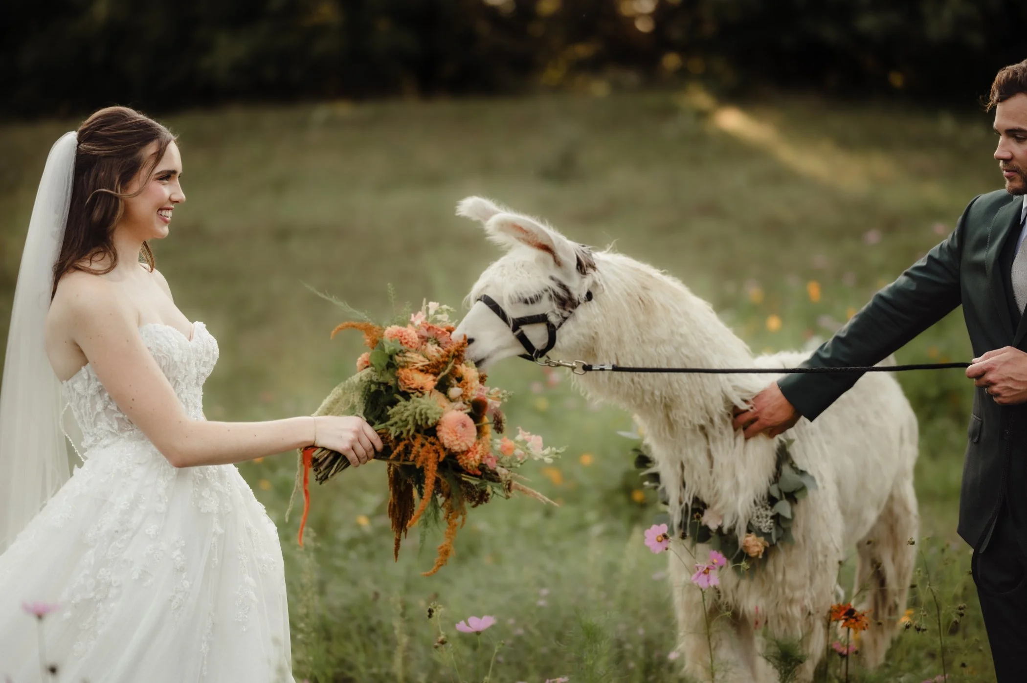 Wedding at an alpaca farm