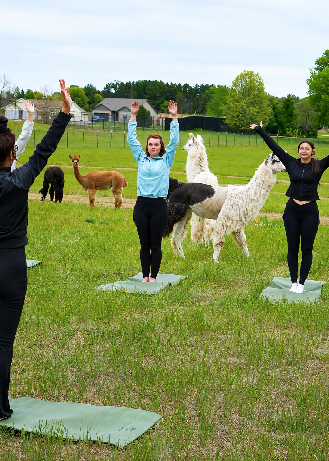 Farm yoga - goat yoga - alpaca yoga