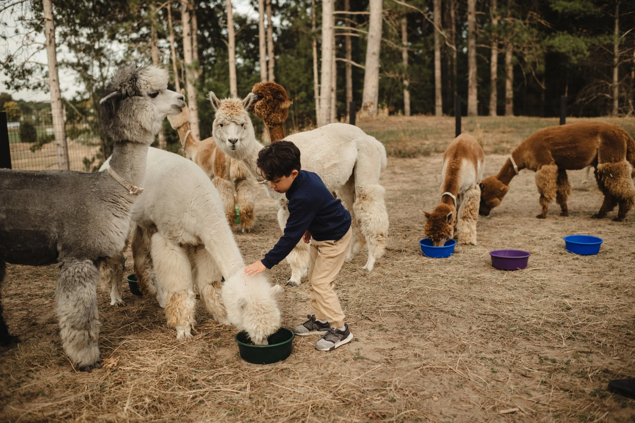 People feeding and interacting with alpacas and llamas in a fenced outdoor area.