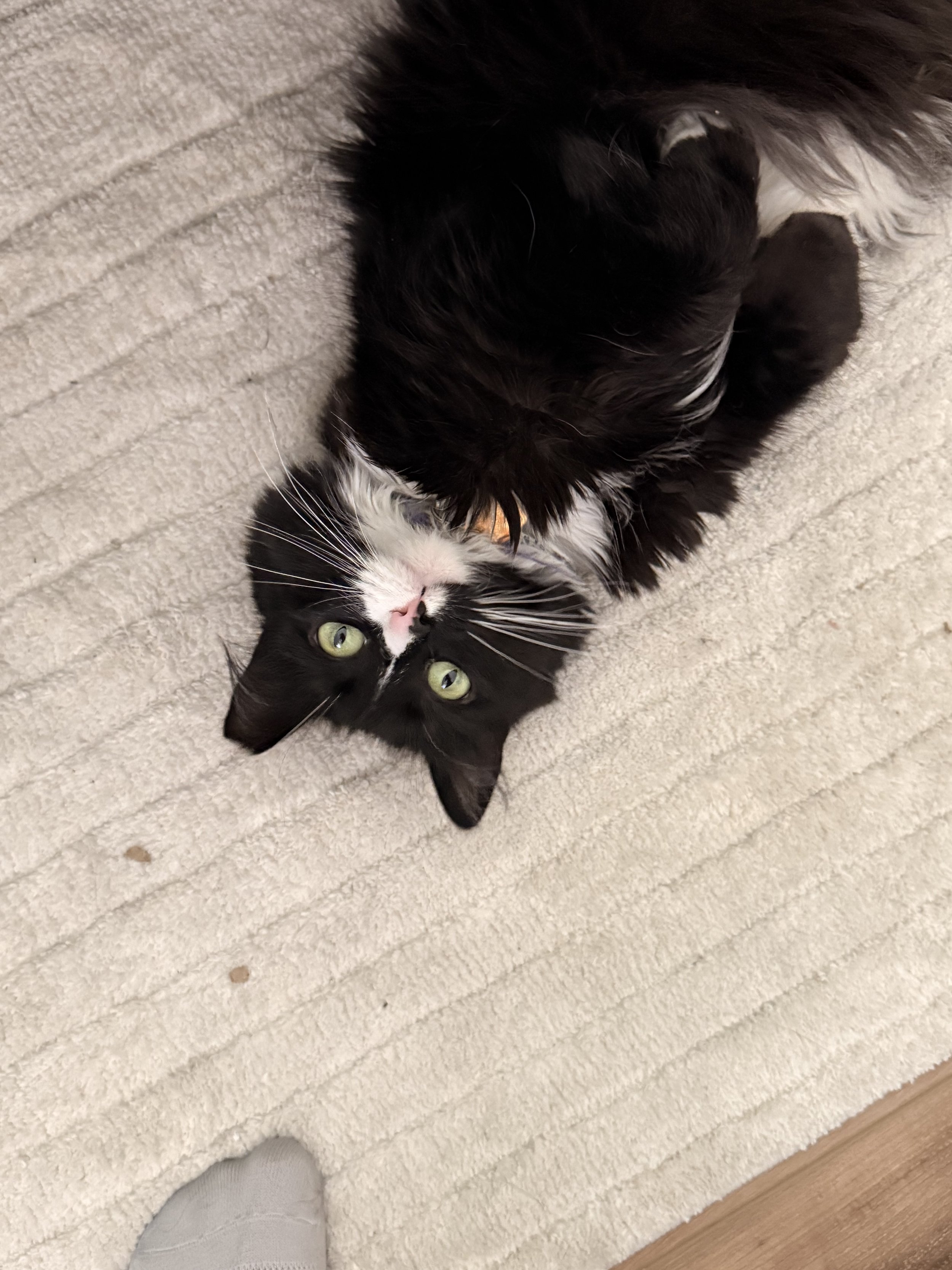 Black and white cat upside down looking at the camera