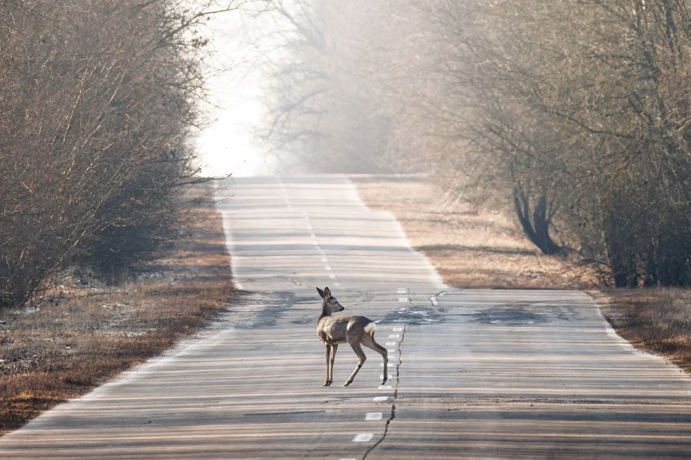 Hit a Deer? What to Do Next