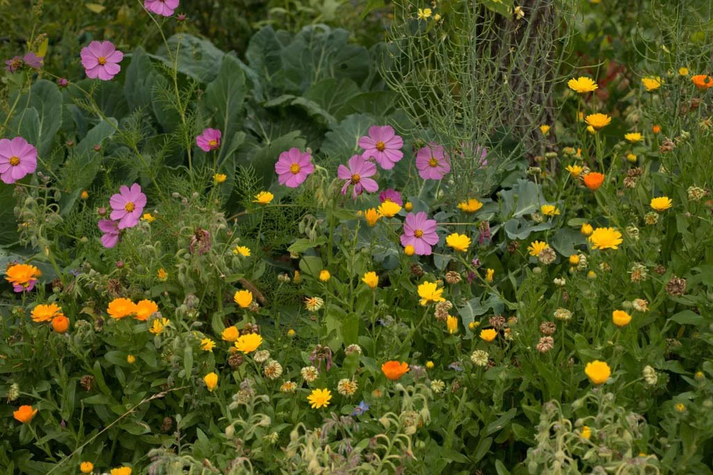 Garden22 (2).jpg