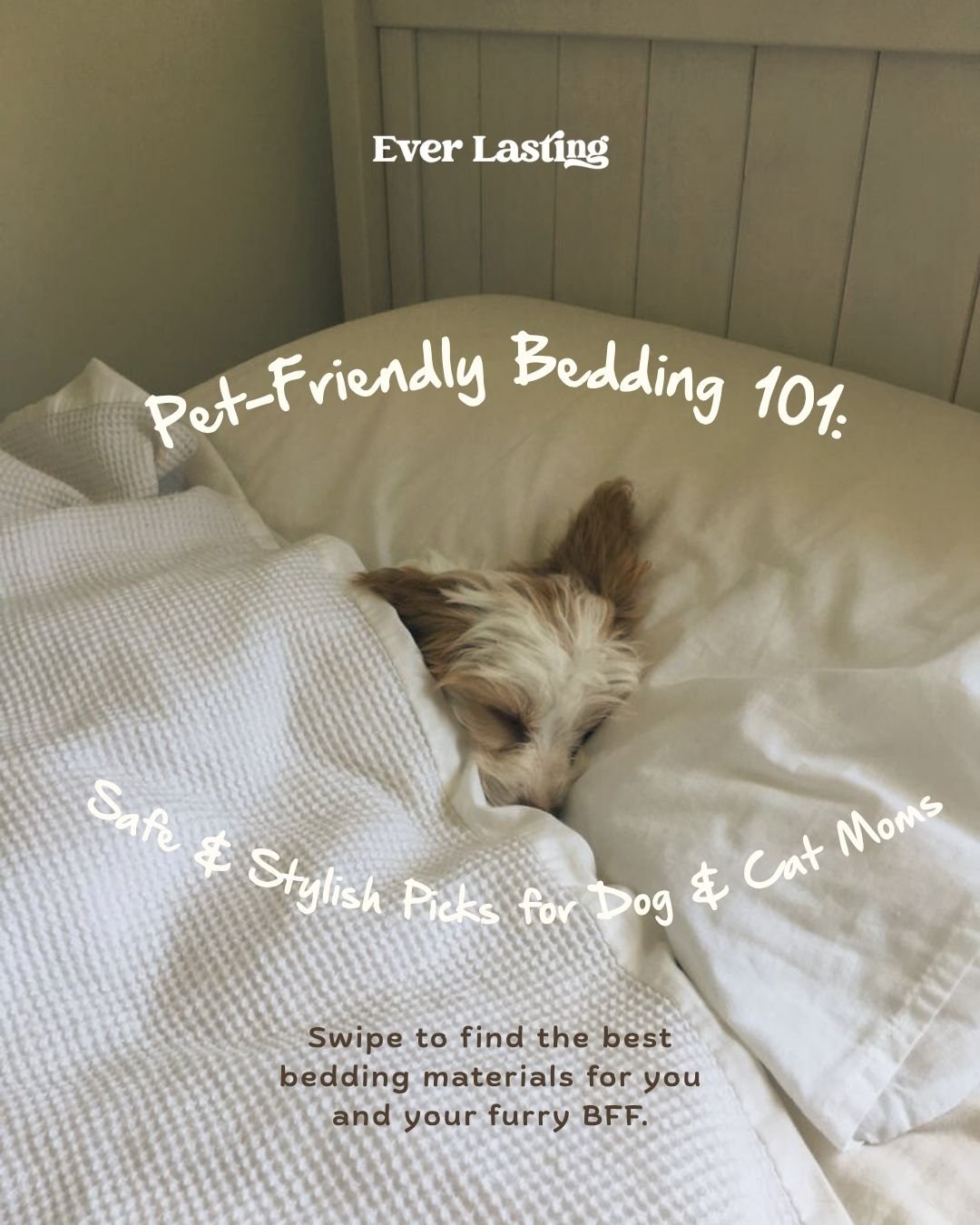 Prod Ed- Pets (1).jpg