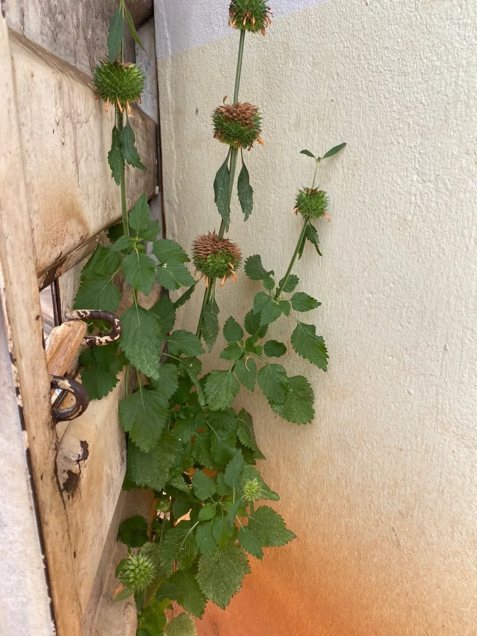 Isikwalu-isi plant in its natural growing state.