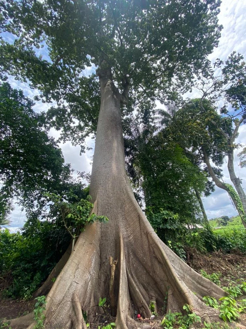 Osisi Akpu Okalaete (Silk Cotton Tree without spikes) ii.