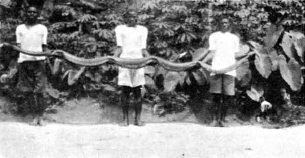 A python (Eke), held by community members. 📸: G. T. Basden, 1912.