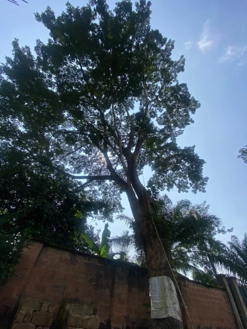 Osisi Ngwu II