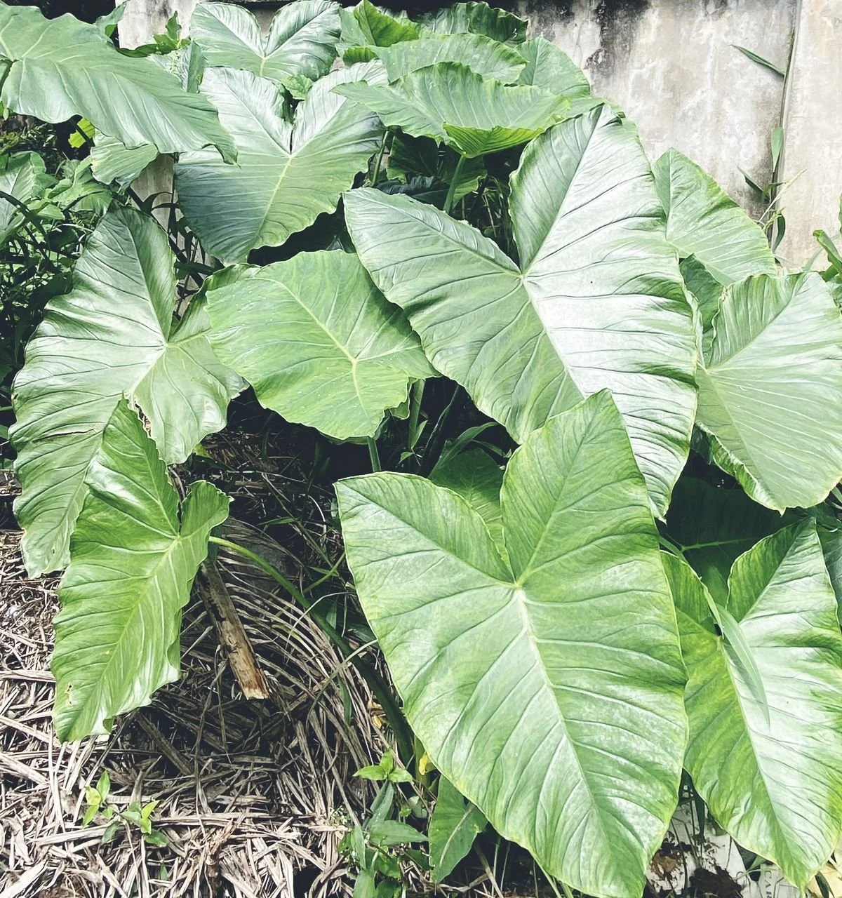 Ede (Cocoyam leaves).