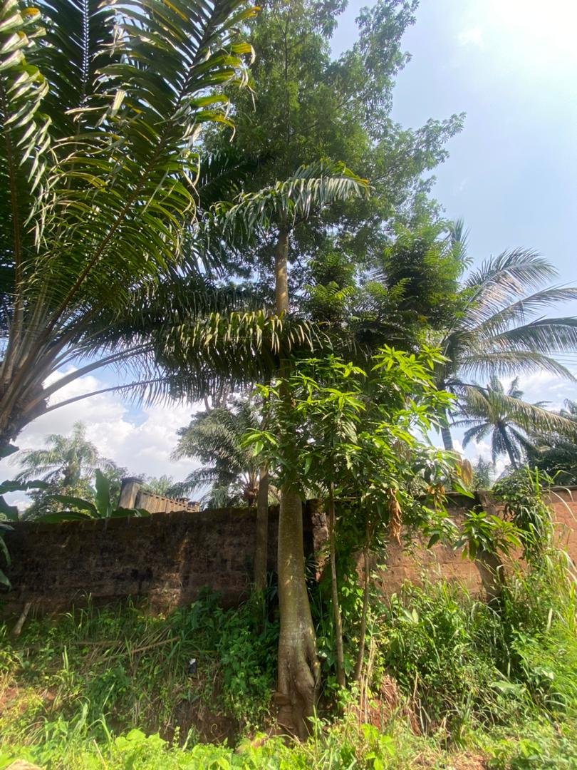Osisi Akpu (B)