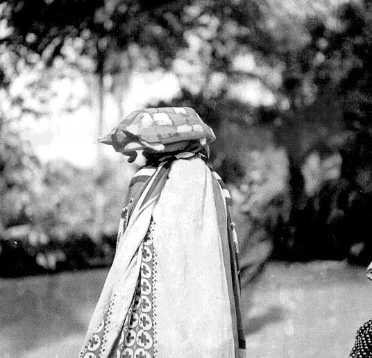 Abbu (Tortoise). 📸: G. I. Jones.