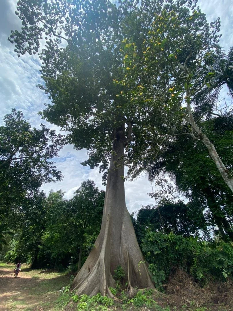 Osisi Akpu Okalaete (Silk Cotton Tree without spikes).
