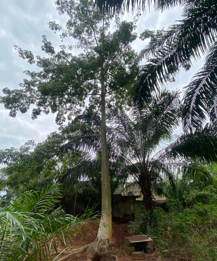 Osisi Akpu (Silk Cotton Tree)
