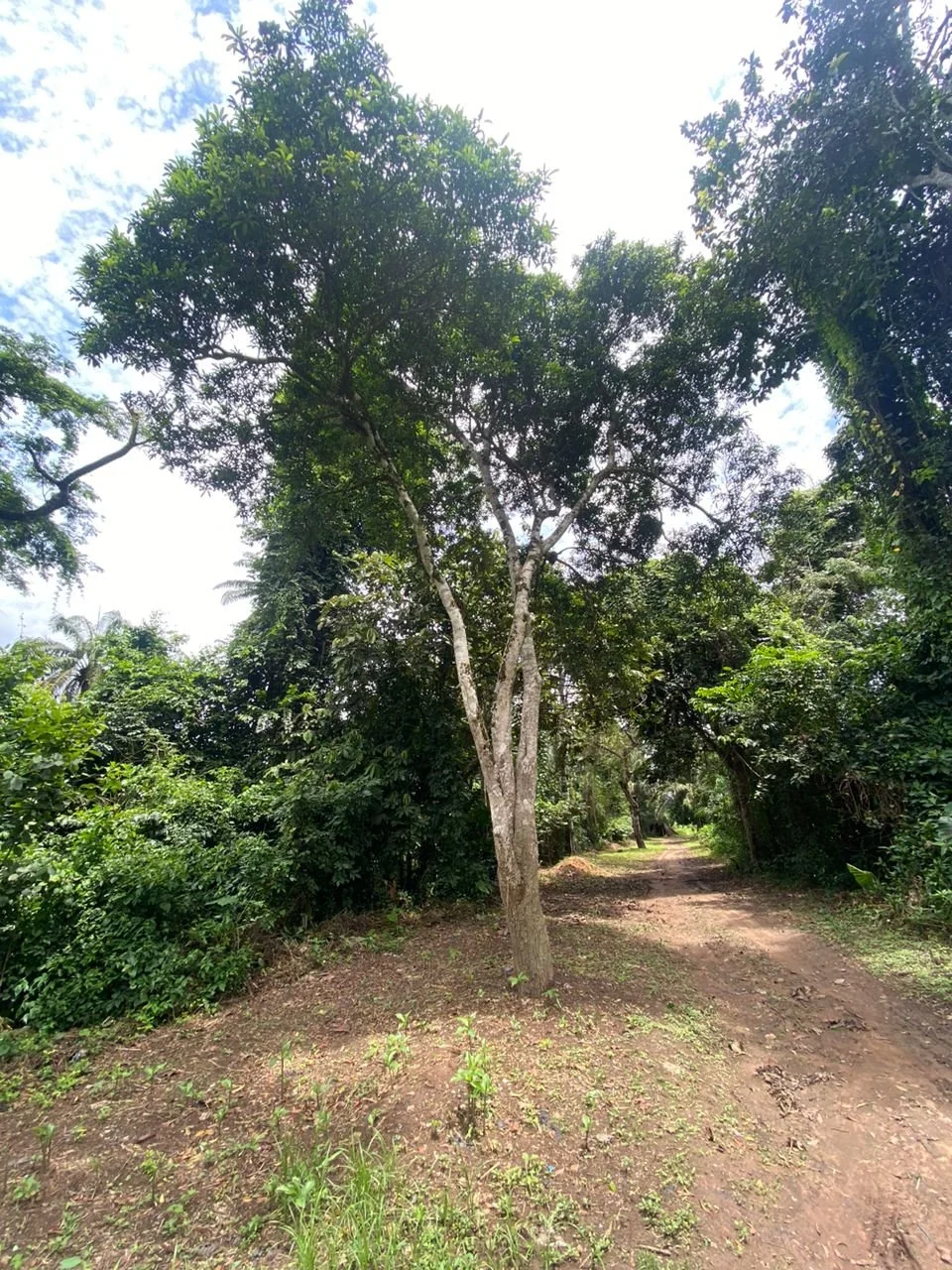Osisi Oji (Kolanut tree) ii.