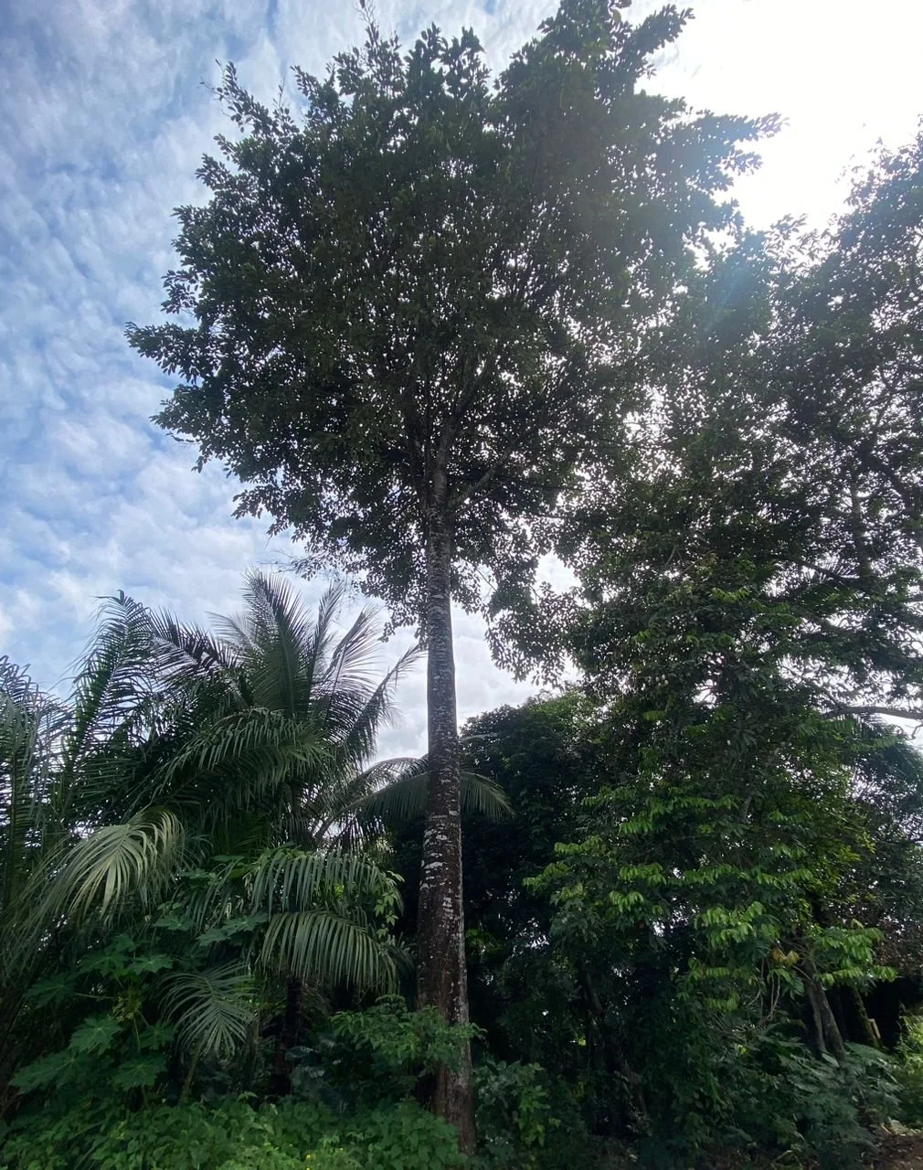 Osisi Ojii (Iroko Tree).