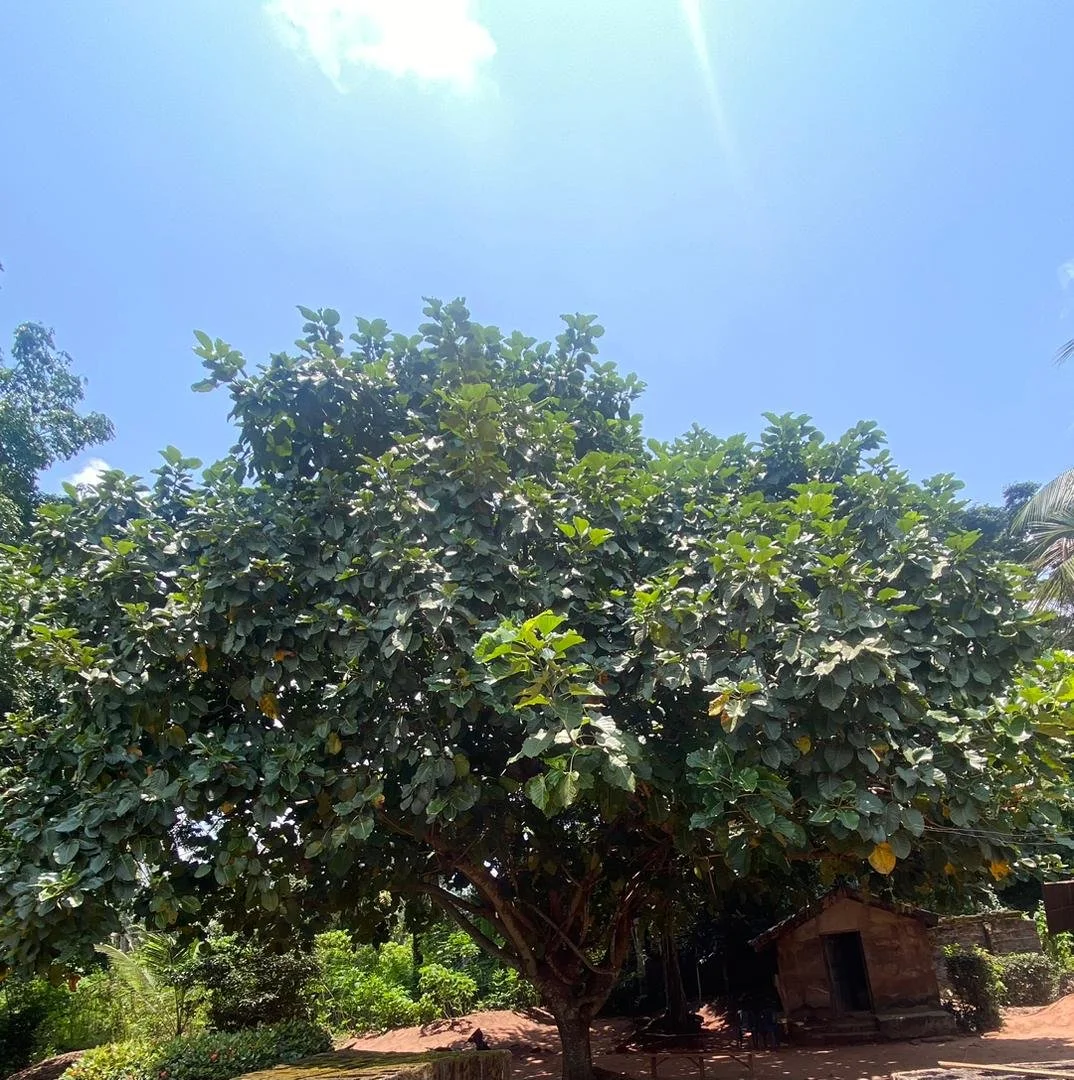 Osisi Ogbu (i).