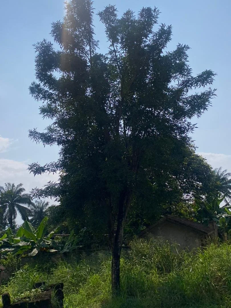 Osisi Ogilisi (Female) ii