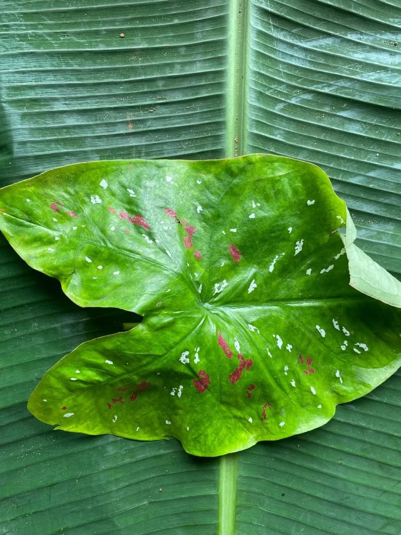 Akwukwo Ede-Mmuo