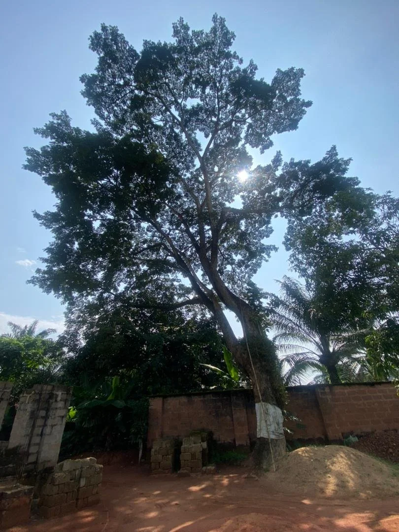 Osisi Ngwu II